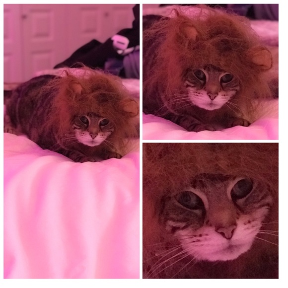 Allergies: Household has cat & dog❤️ - Picture 2 of 2